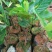 菠萝蜜苗树菠萝苗