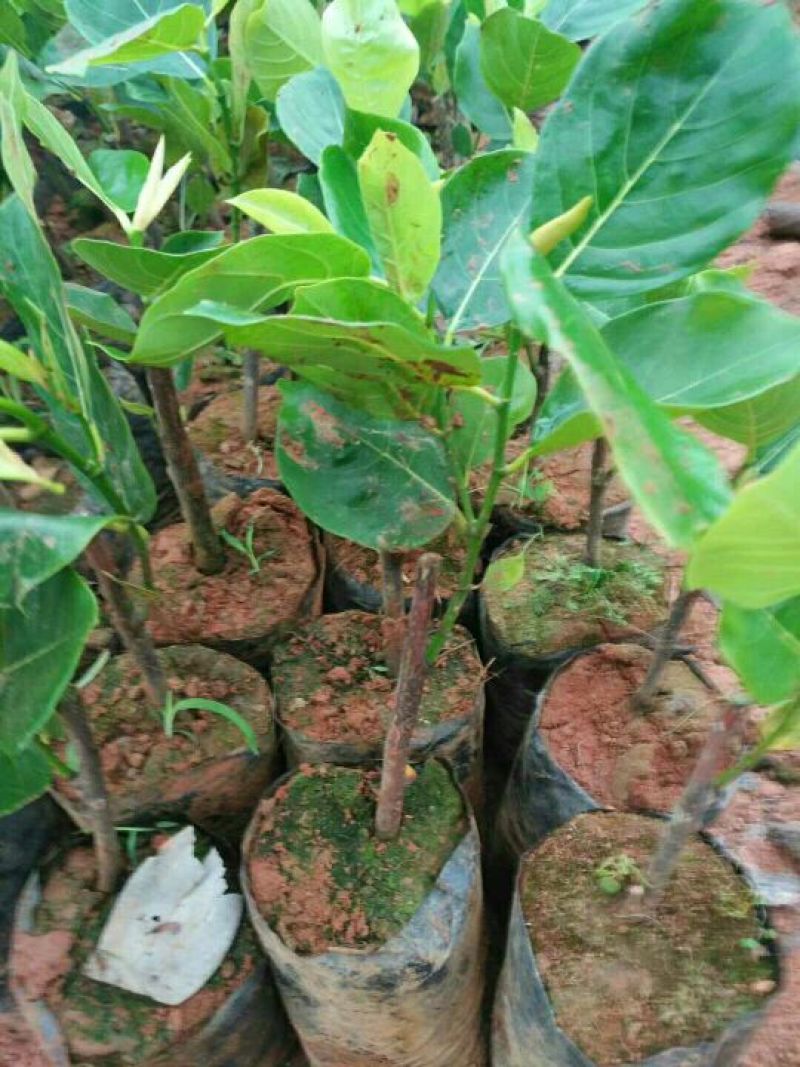菠萝蜜苗树菠萝苗