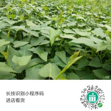 薯尖5~10cm