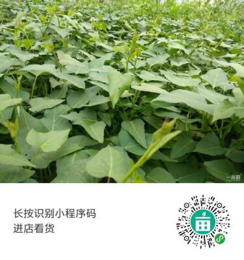 薯尖5~10cm