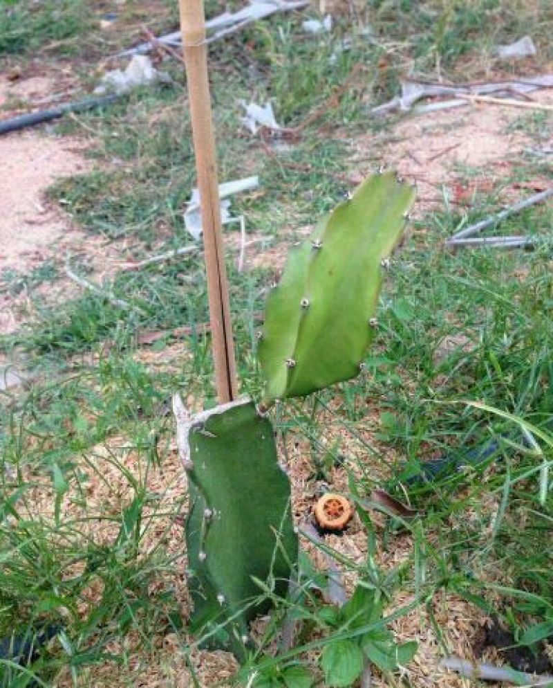 火龙果苗20~30种苗
