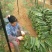 火龙果苗20~30种苗