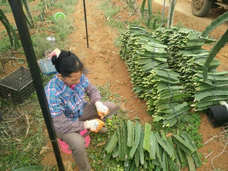 火龙果苗20~30种苗