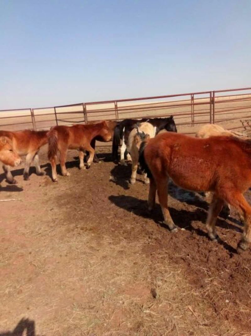 肉马200~300kg