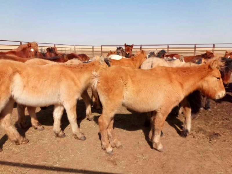 肉马200~300kg