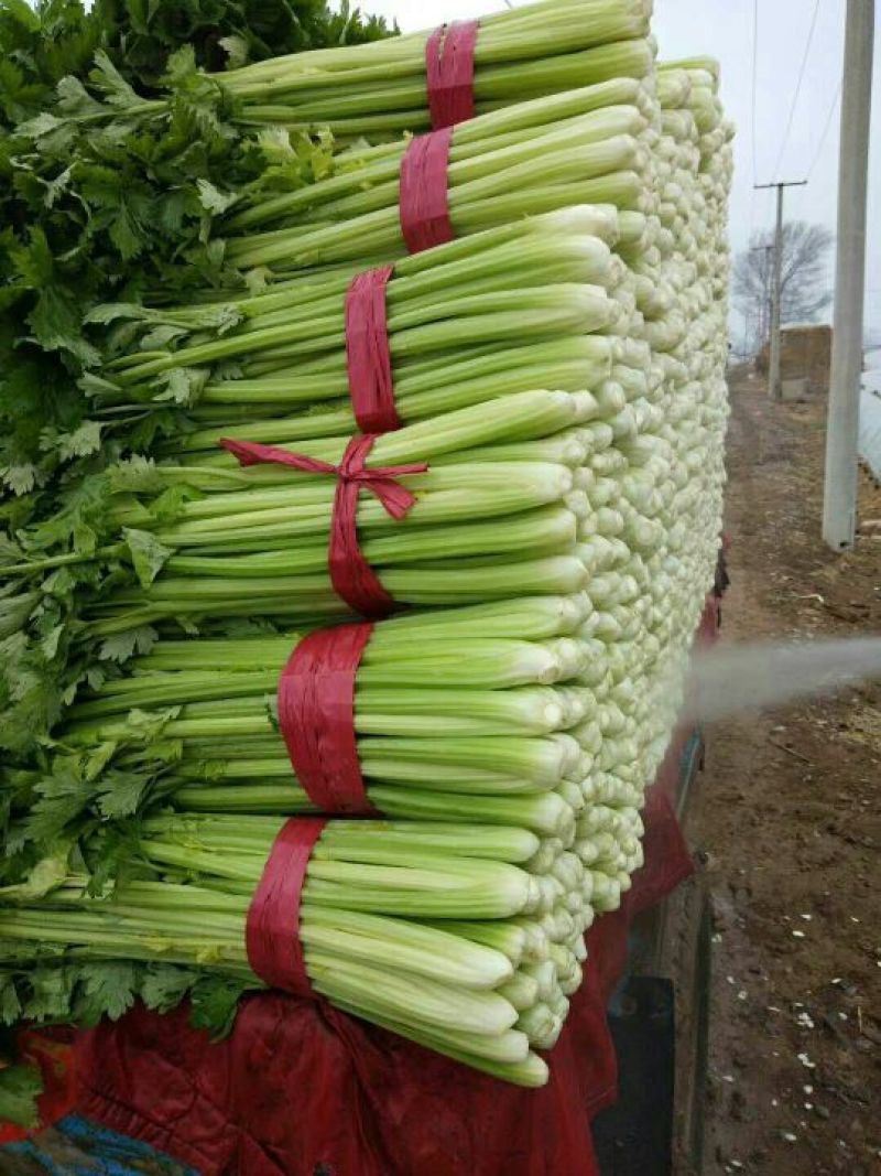 河北芹菜商超直供，货源充足，规格齐全质量好