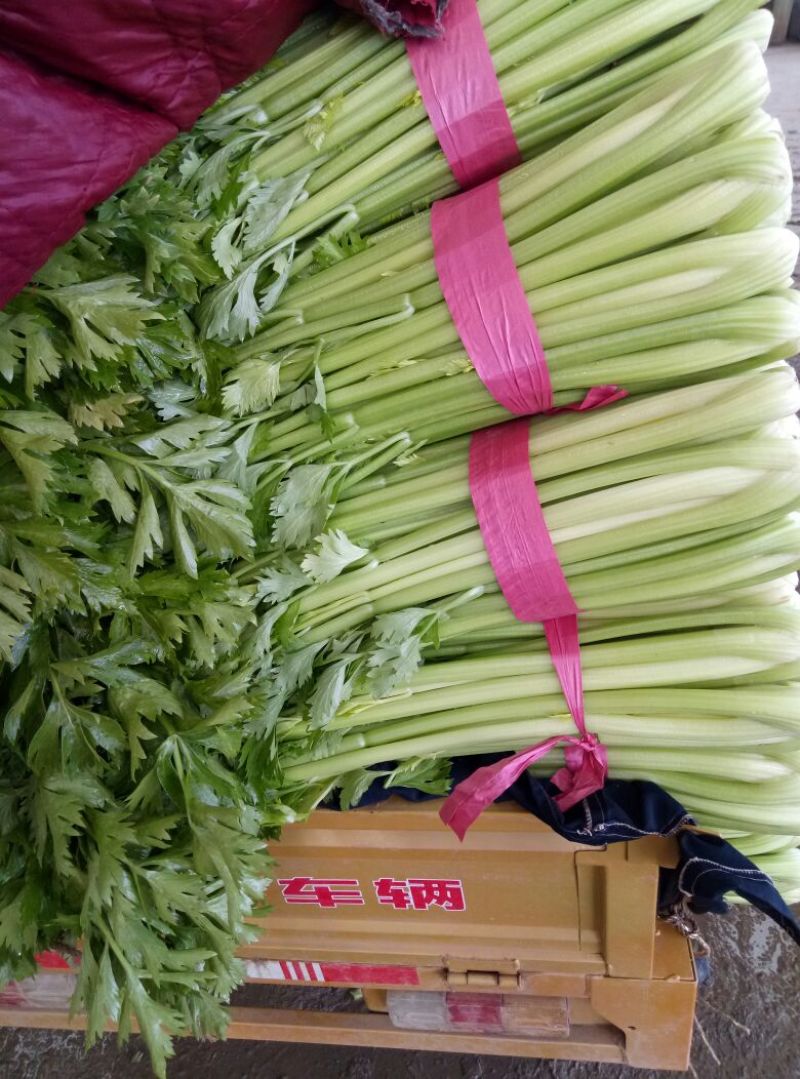 河北芹菜商超直供，货源充足，规格齐全质量好