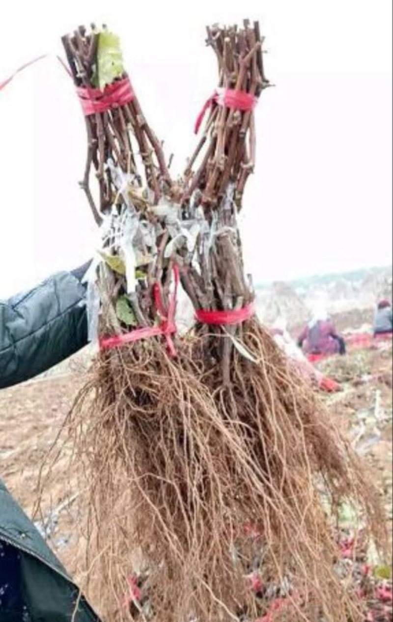 葡萄苗1年30~50cm