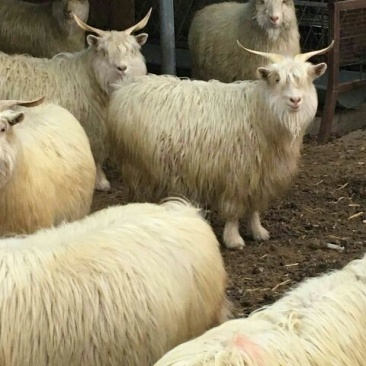 辽宁绒山羊40~50kg