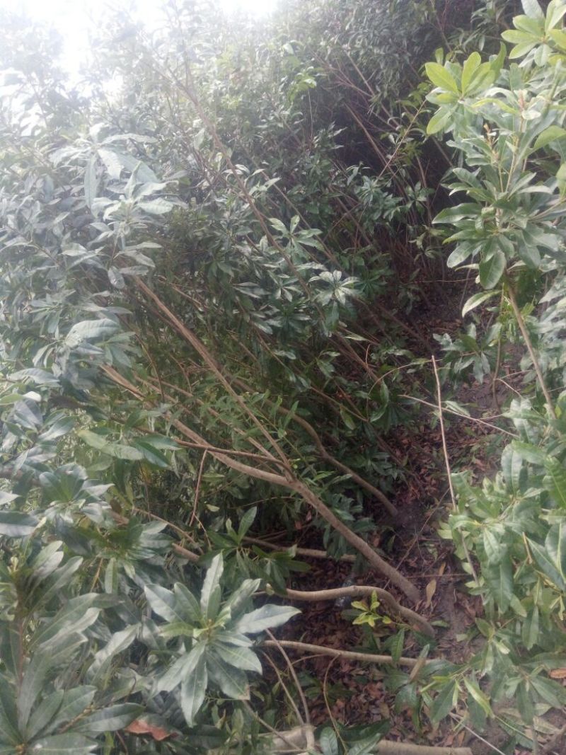 杨梅树10~20cm