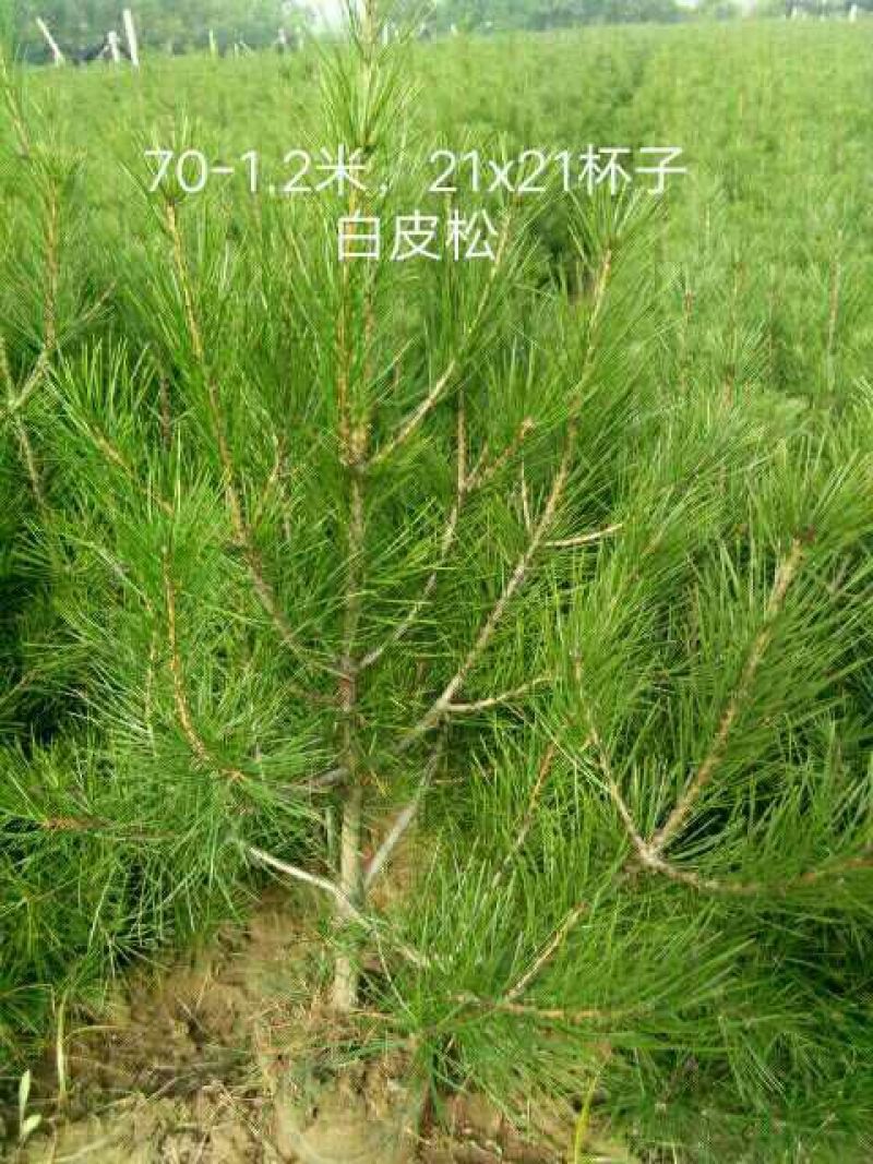 白皮松21x21营养杯50～80~1.2～1.8米
