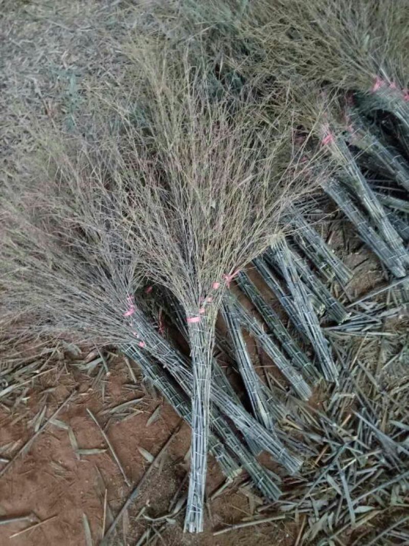 扫帚