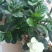 栀子花苗