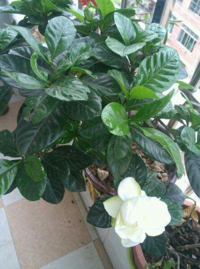 栀子花苗