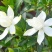 栀子花苗