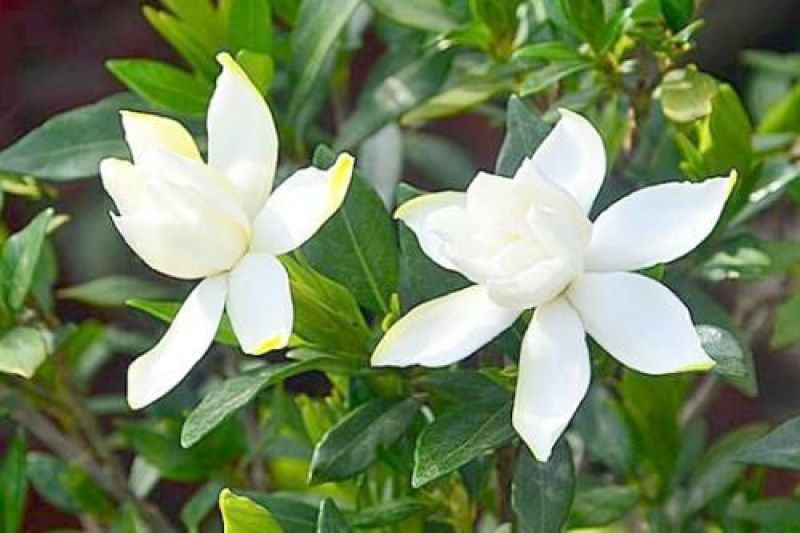 栀子花苗