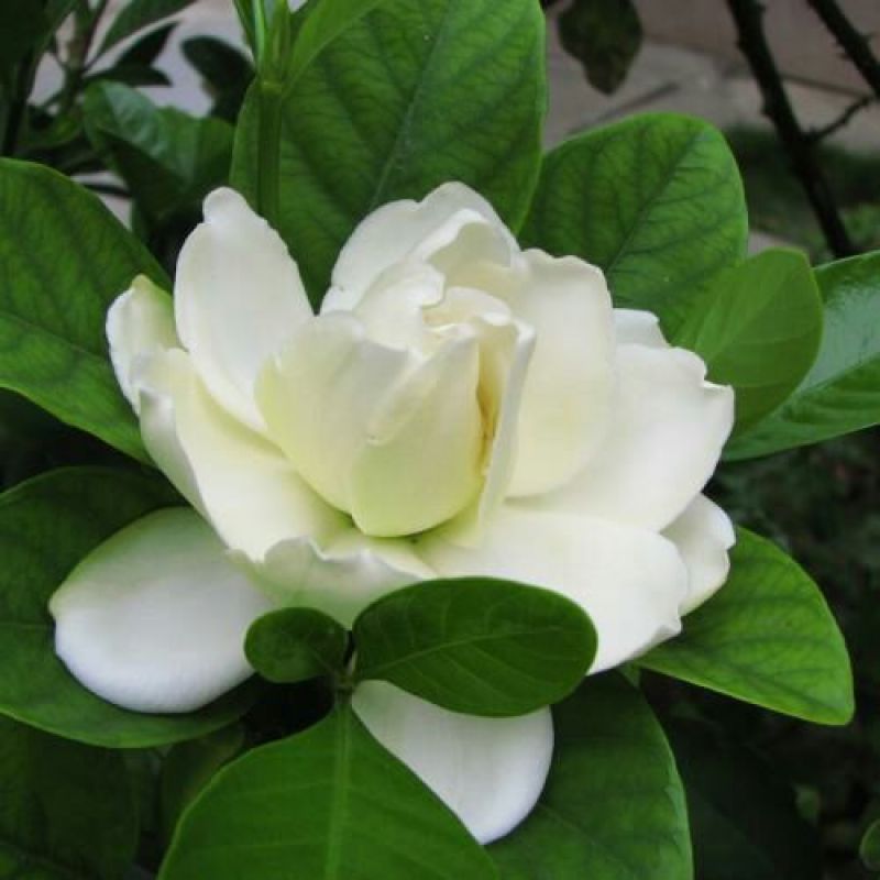 栀子花苗