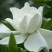 栀子花苗