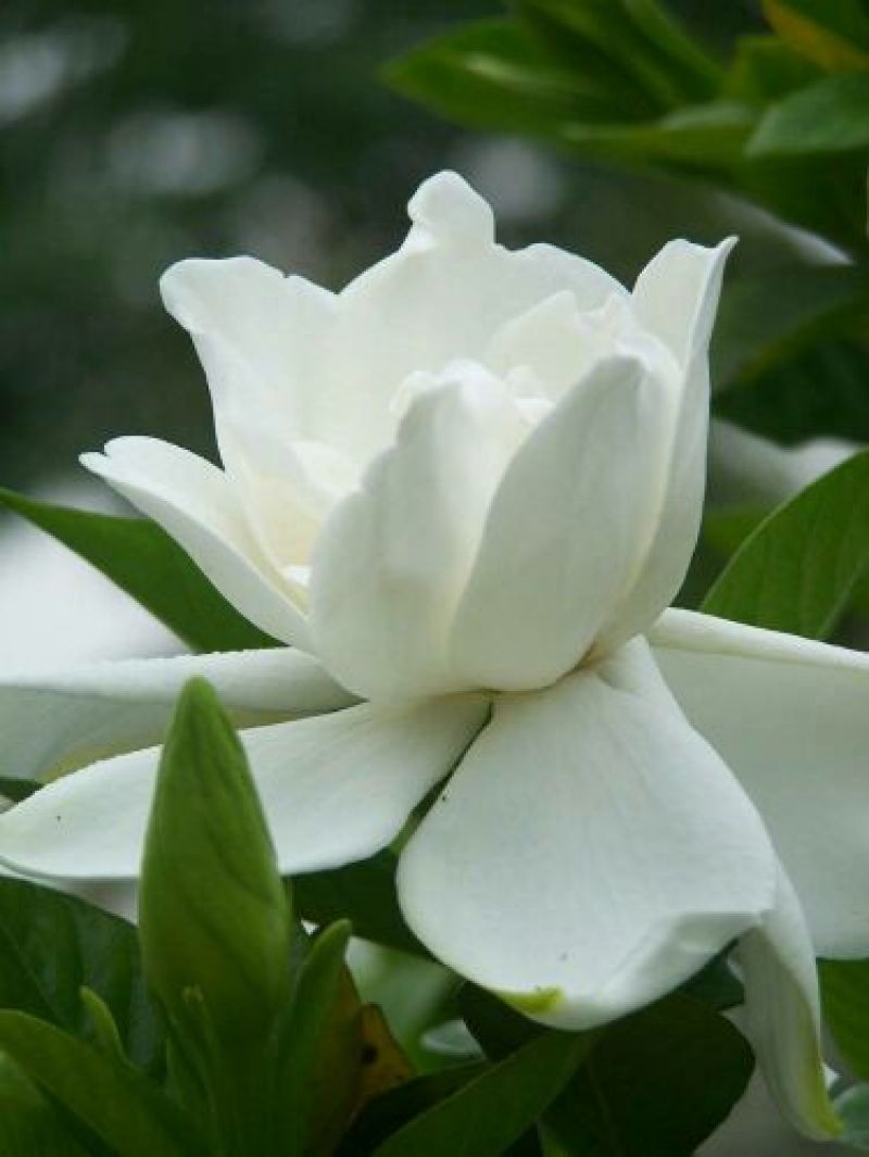 栀子花苗