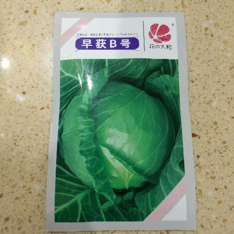 世农703甘蓝种子世农绿球甘蓝种子
