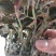 【闽之宝】金线莲种苗8~10cm瓶苗训化苗金线莲种植苗
