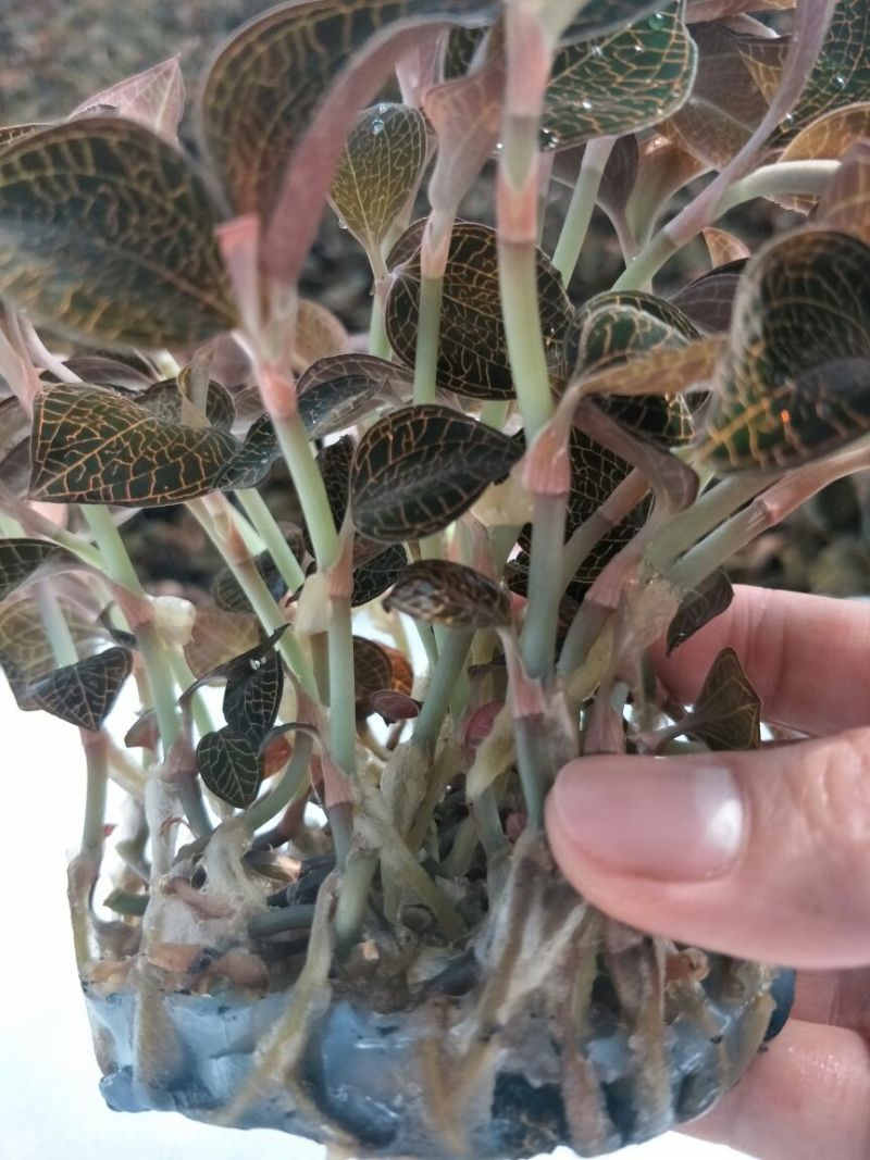 【闽之宝】金线莲种苗8~10cm瓶苗训化苗金线莲种植苗