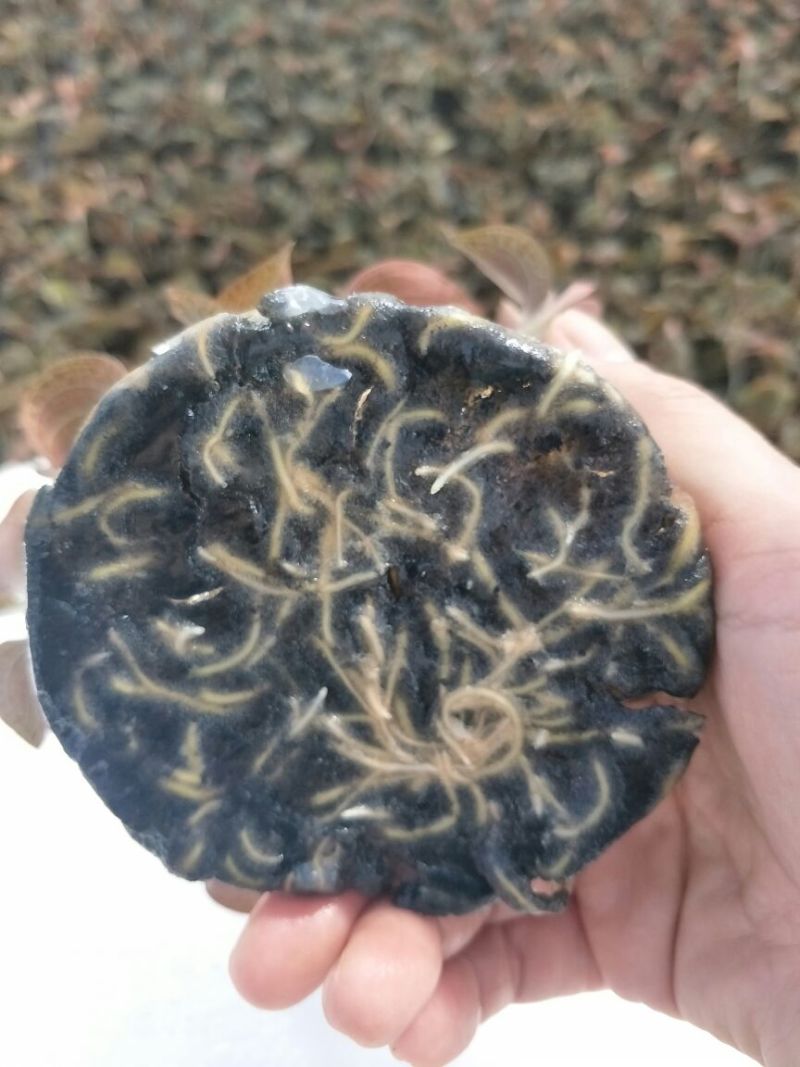 【闽之宝】金线莲种苗8~10cm瓶苗训化苗金线莲种植苗