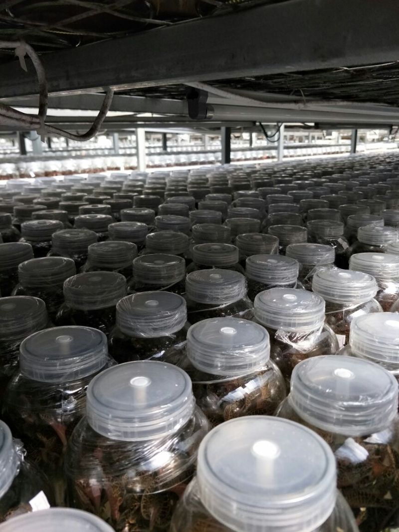【闽之宝】金线莲种苗8~10cm瓶苗训化苗金线莲种植苗