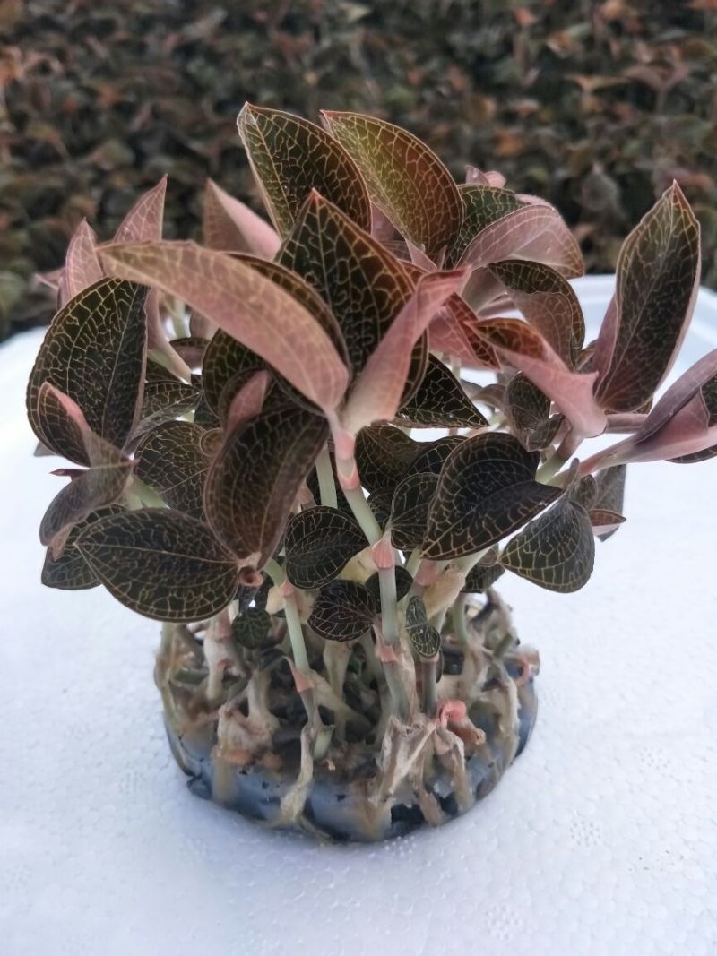 【闽之宝】金线莲种苗8~10cm瓶苗训化苗金线莲种植苗