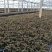 【闽之宝】金线莲种苗8~10cm瓶苗训化苗金线莲种植苗