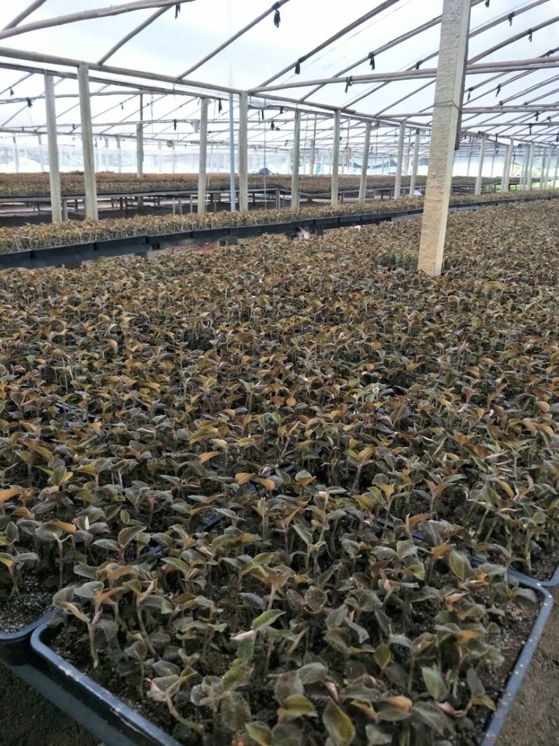 【闽之宝】金线莲种苗8~10cm瓶苗训化苗金线莲种植苗