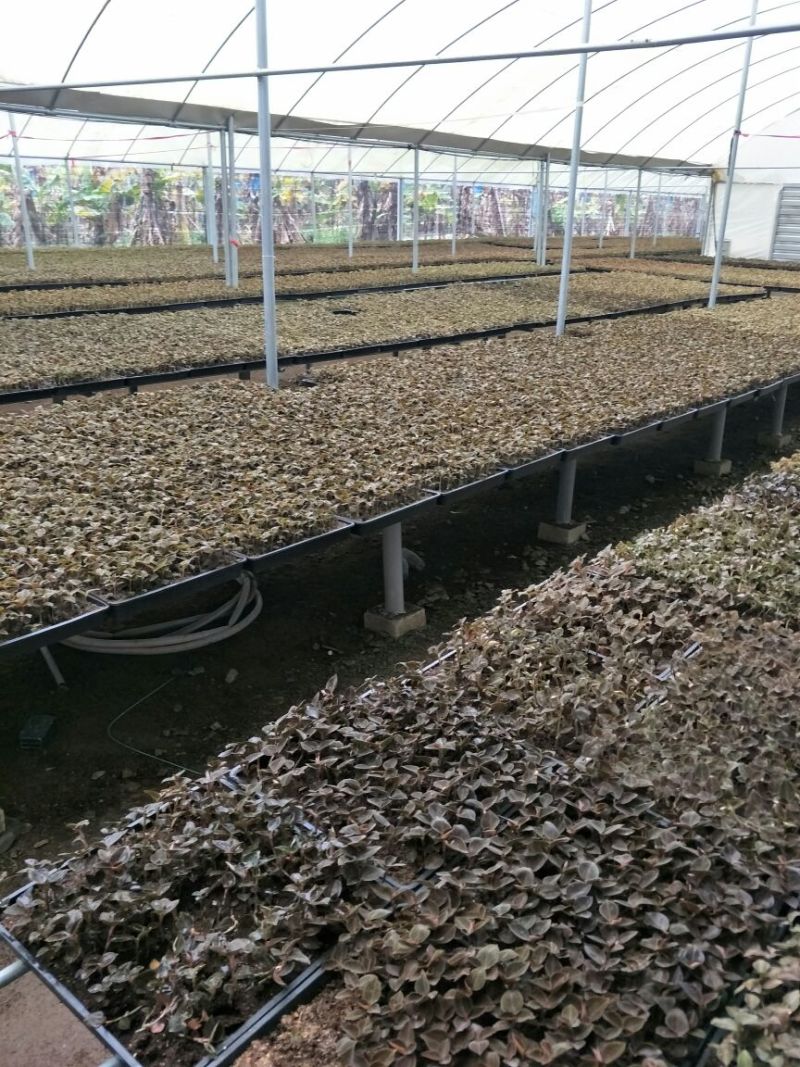 【闽之宝】金线莲种苗8~10cm瓶苗训化苗金线莲种植苗