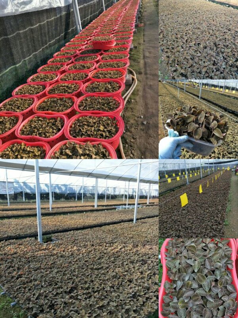 【闽之宝】金线莲种苗8~10cm瓶苗训化苗金线莲种植苗