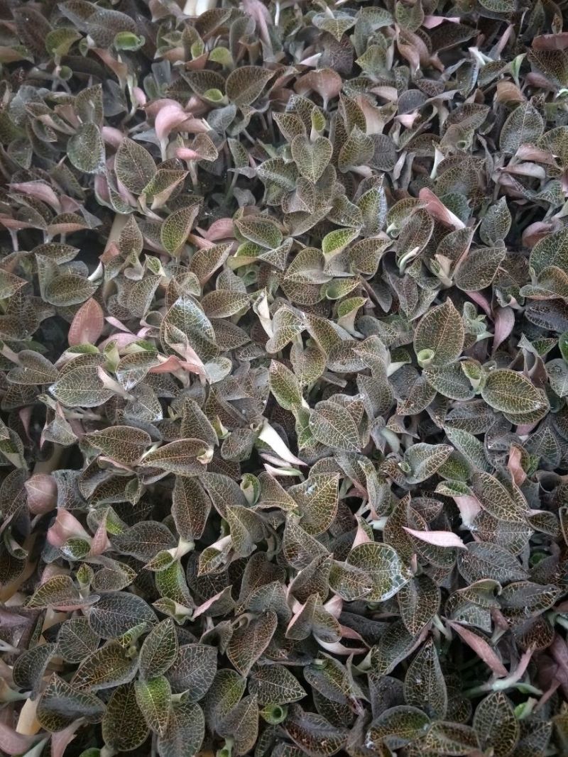 【闽之宝】金线莲种苗8~10cm瓶苗训化苗金线莲种植苗