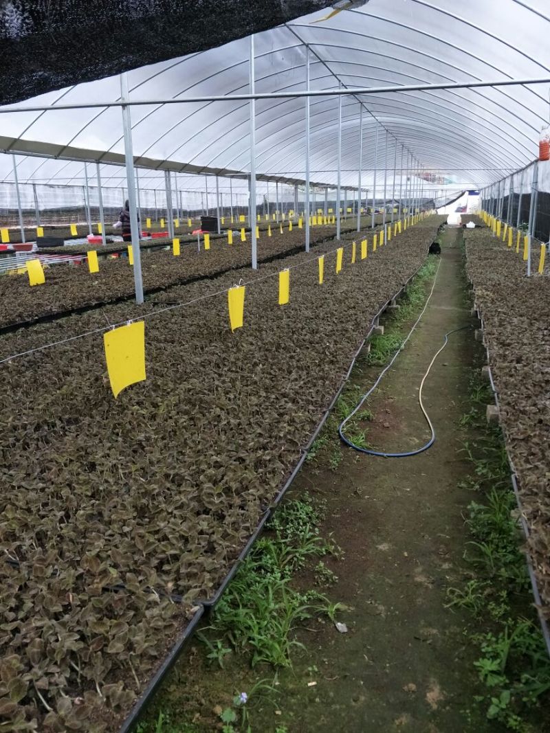 【闽之宝】金线莲种苗8~10cm瓶苗训化苗金线莲种植苗
