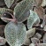 【闽之宝】金线莲种苗8~10cm瓶苗训化苗金线莲种植苗
