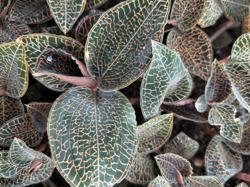 【闽之宝】金线莲种苗8~10cm瓶苗训化苗金线莲种植苗