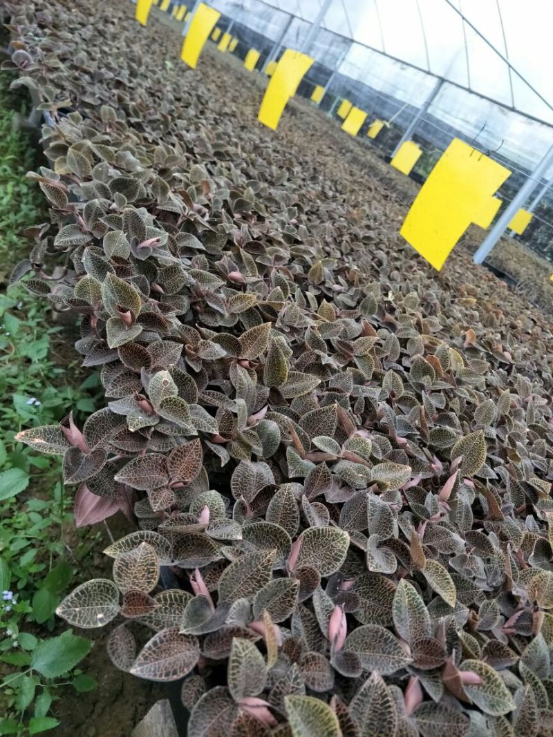 【闽之宝】金线莲种苗8~10cm瓶苗训化苗金线莲种植苗