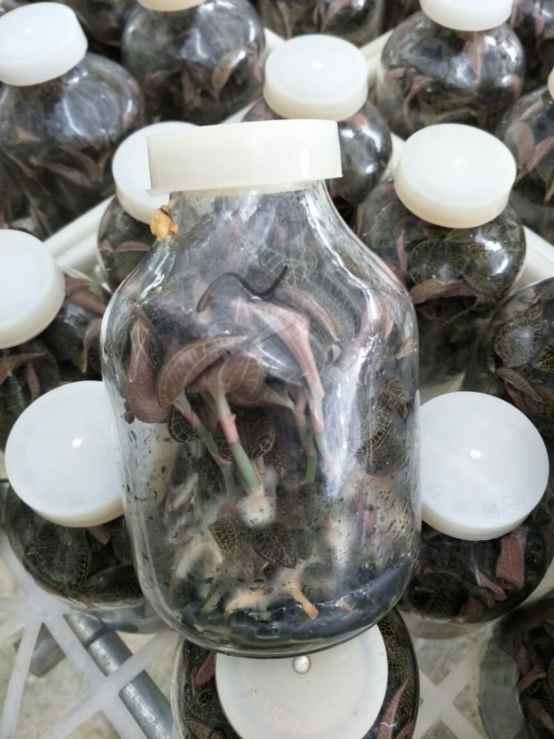 【闽之宝】金线莲种苗8~10cm瓶苗训化苗金线莲种植苗