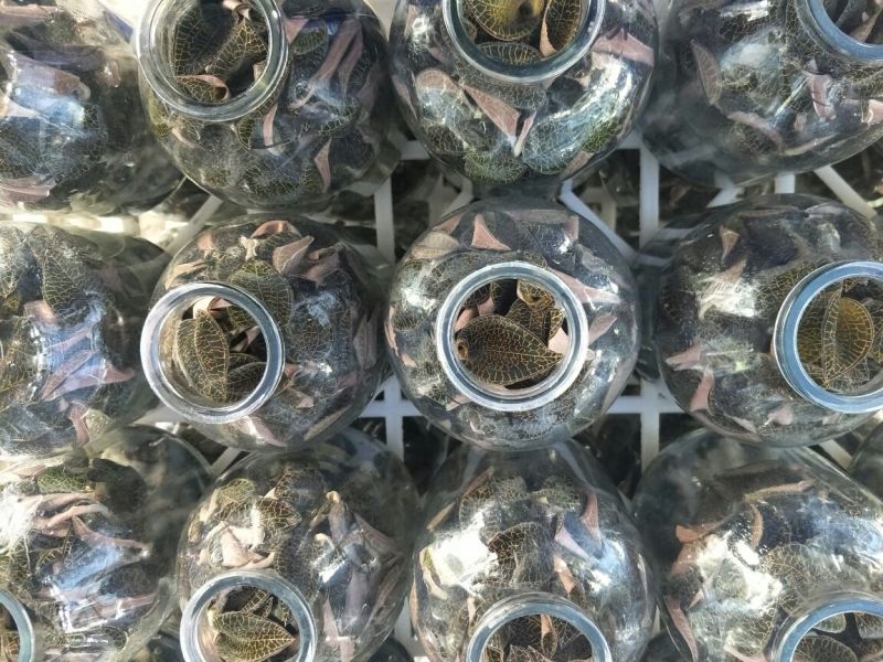 【闽之宝】金线莲种苗8~10cm瓶苗训化苗金线莲种植苗