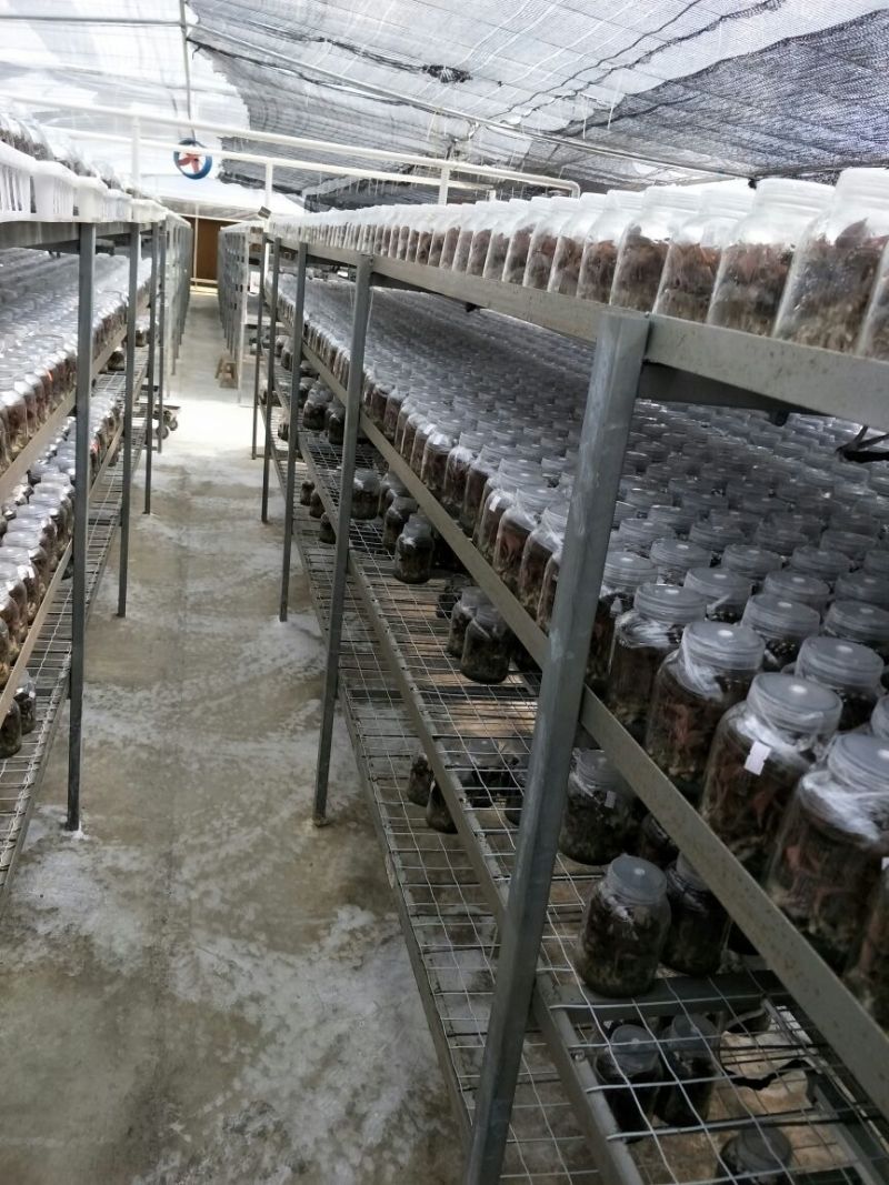 【闽之宝】金线莲种苗8~10cm瓶苗训化苗金线莲种植苗