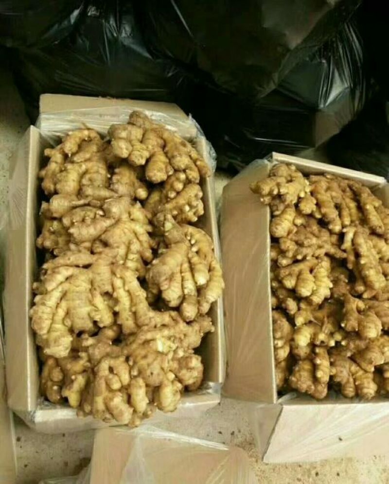 小黄姜!山东小黄姜！辣味浓！色泽鲜艳！品质保证你值的拥有