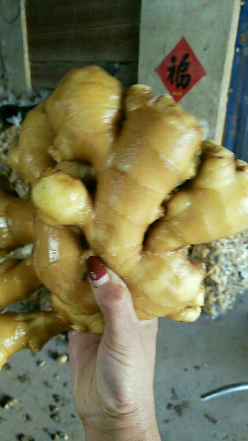 小黄姜!山东小黄姜！辣味浓！色泽鲜艳！品质保证你值的拥有