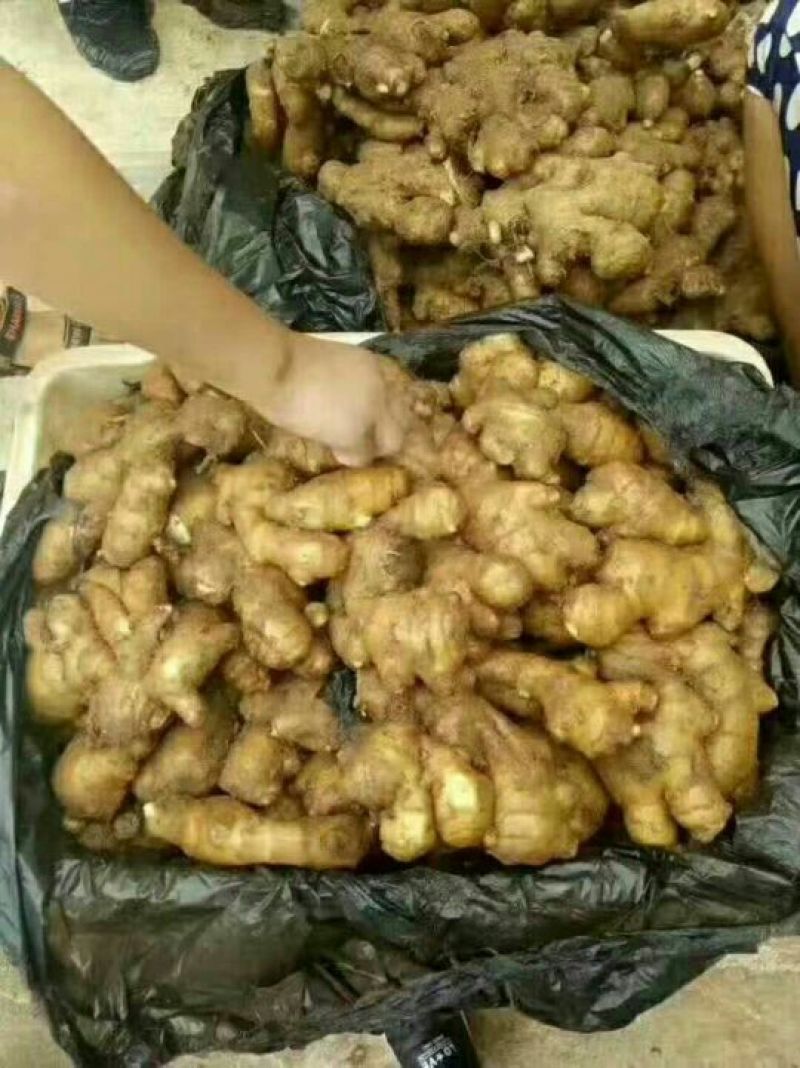 小黄姜!山东小黄姜！辣味浓！色泽鲜艳！品质保证你值的拥有