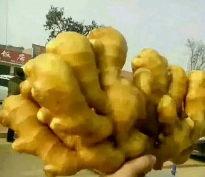 小黄姜!山东小黄姜！辣味浓！色泽鲜艳！品质保证你值的拥有