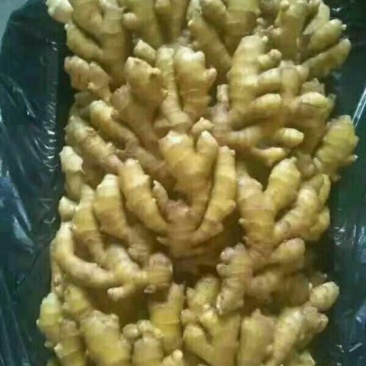 小黄姜!山东小黄姜！辣味浓！色泽鲜艳！品质保证你值的拥有