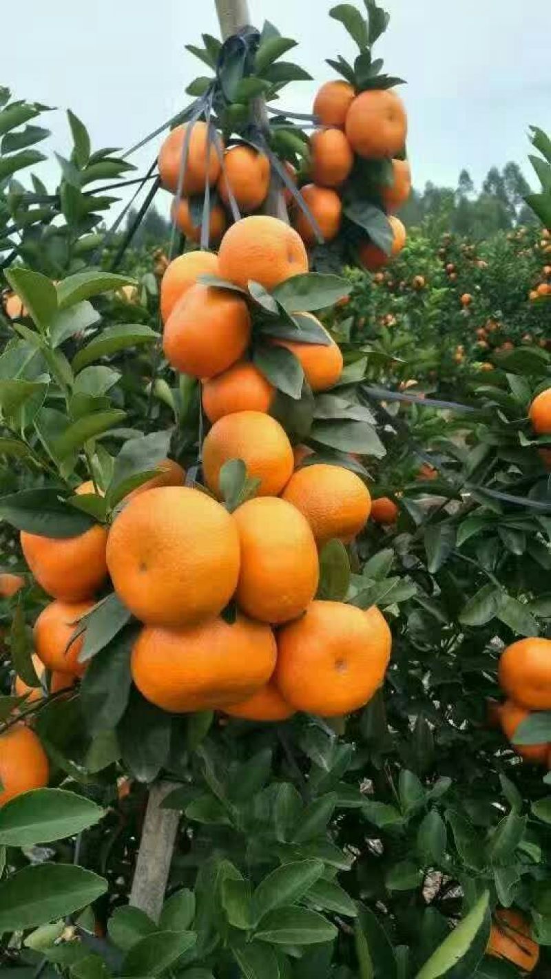 沃柑苗