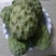 番荔枝苗30~50cm