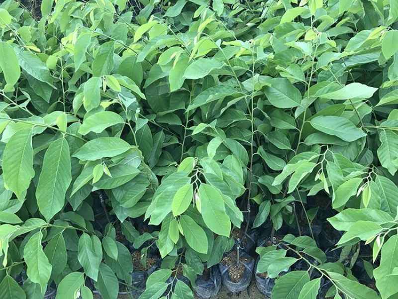 番荔枝苗30~50cm
