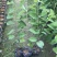 番荔枝苗30~50cm